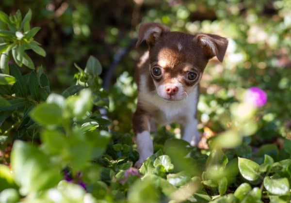 Chihuahua Toy