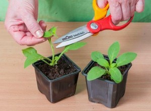 Прищипывание выращивание петунии