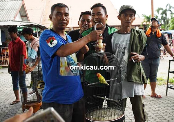 Lovebird Kaget Lovebird Kaget