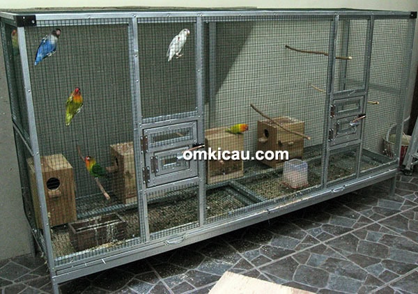 Breeding lovebird BHS BF Surabaya