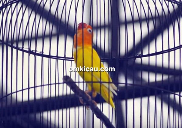 Lovebird Marocak