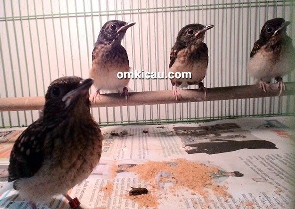 Breeding murai batu SIM BF Bekasi