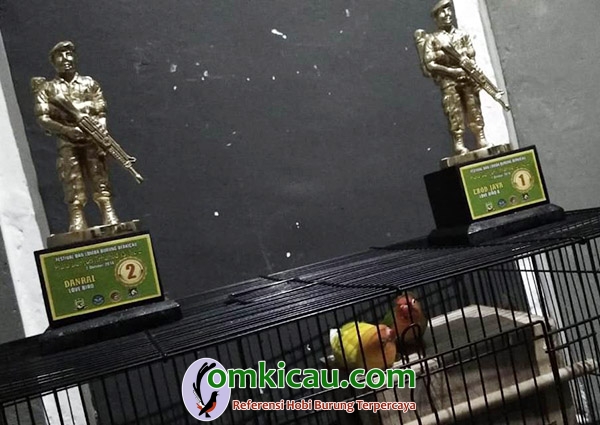 lovebird jawara