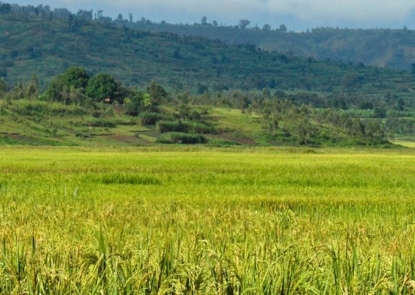 Part of the image collection of the International Rice Research Institute (IRRI).