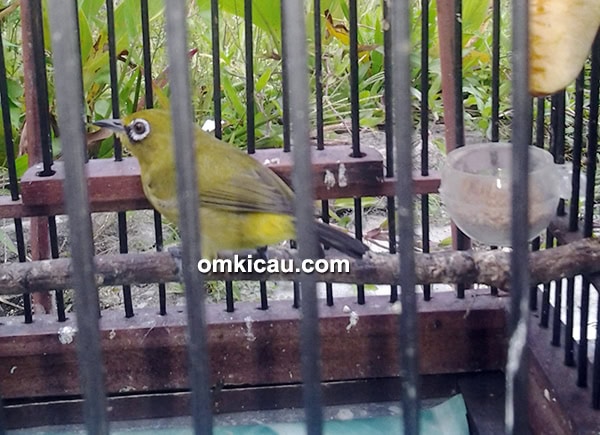 Pleci Ajudan