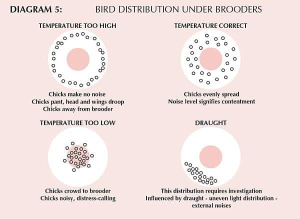 What Temperature is Too Hot for Birds