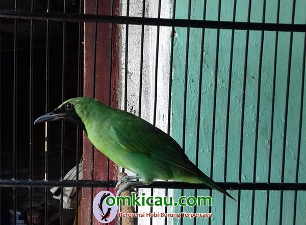 perawatan cucak ijo