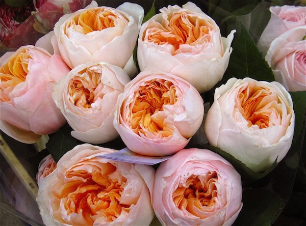 garden-rose-peachy‑2 Peach Garden Roses