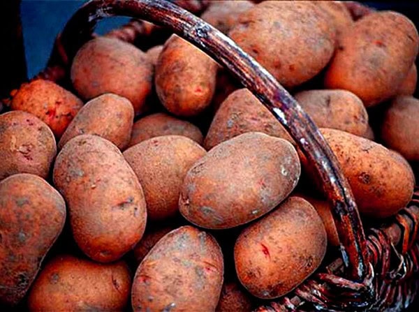 картофель столовый кормовой