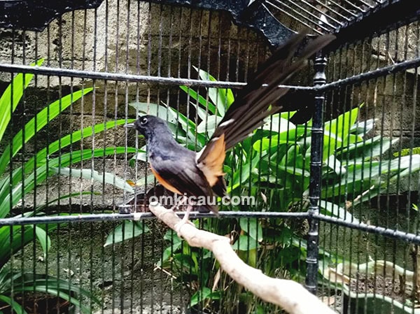 Murai batu betina Queen