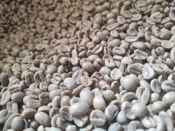 Guatemala SHB EP - zielona kawa z Gwatemali, surowe ziarna sprzedawane w sklepie.