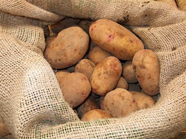 Лучшие сорта картофеля: фото и описание, классификация сортов картофеля ...