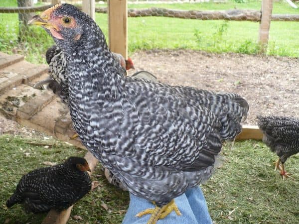 Barred Rock hen