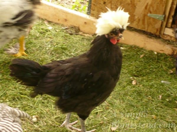 chicken, White-crested Black Polish - Ludwig