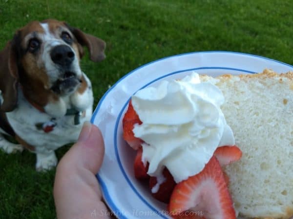 I want some cake!