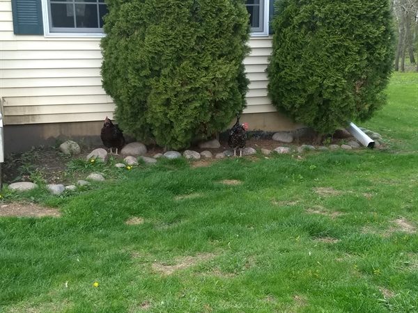 chickens hiding under the arborvitae bushes