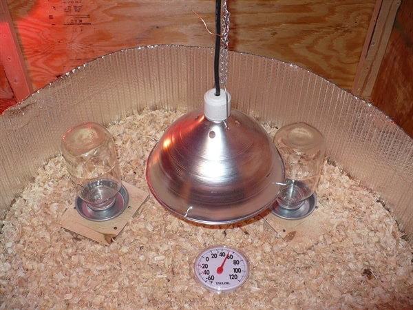 chick setup with heat lamp and feeders
