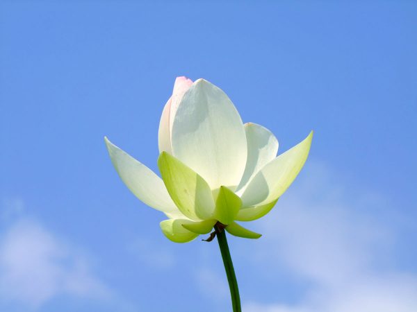 蓮畑