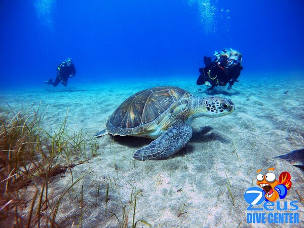 SSI Open Water Diver con Zeus Dive Center