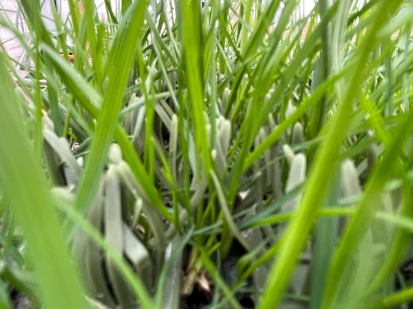 DuraGrass® Active Hybrid Turf 3' x 20' - Image 3