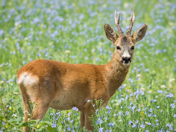 Rehbock800x600 Rehbock800x600