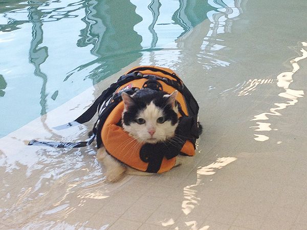 Kayaking with Pets- Cats & Kitten