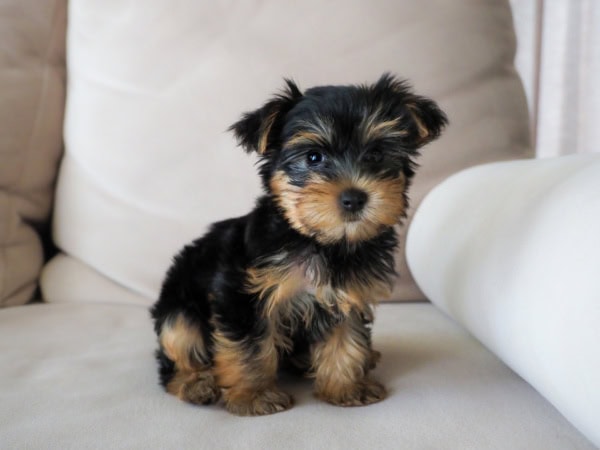 Yorkshire Terrier