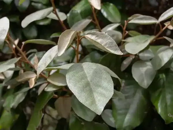 Comprar Elaeagnus ebbingei
