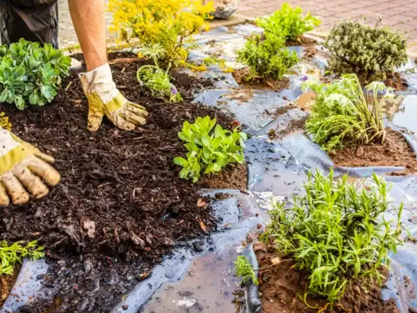 Advantages of Mulching