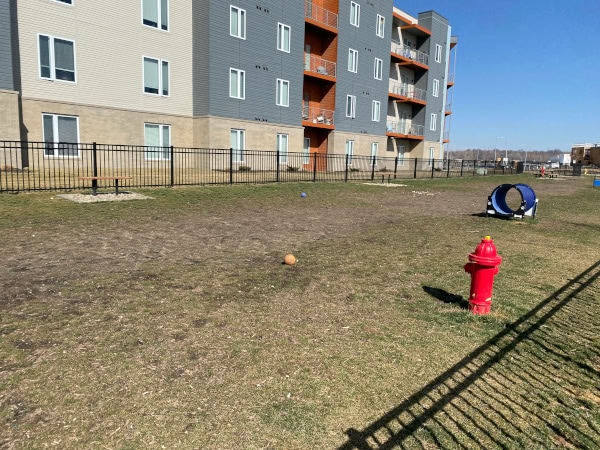 Muddy dog park in KC