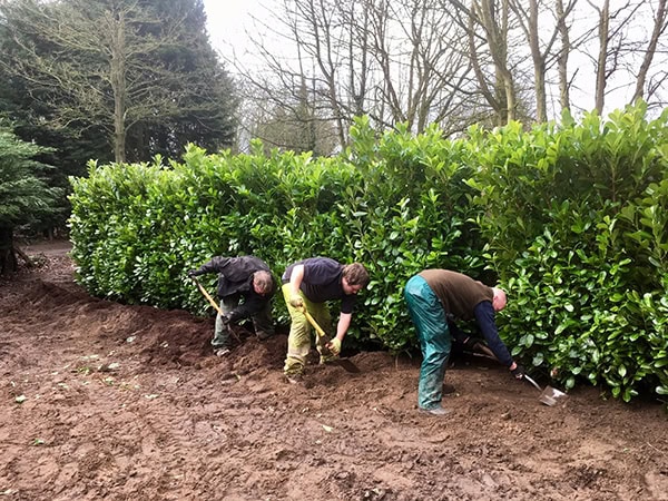 planting hedging image