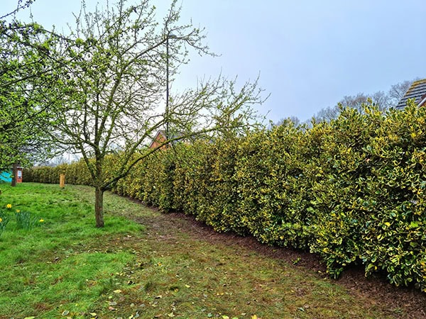 hedges