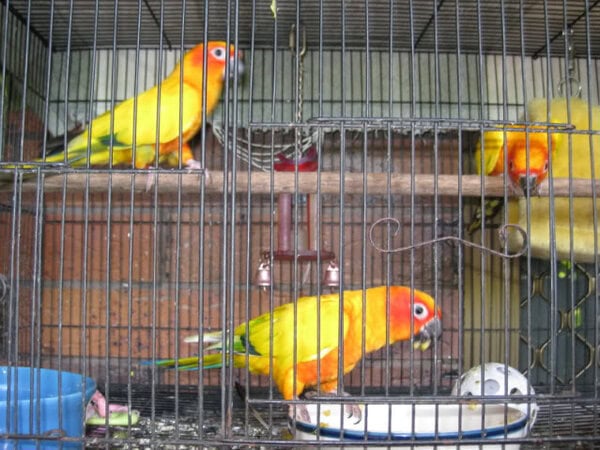 cara merawat burung sun conure cara merawat burung sun conure