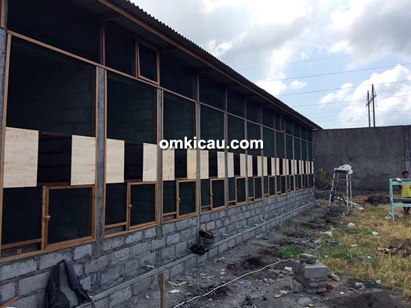 Breeding murai batu Kings Bali BF Denpasar