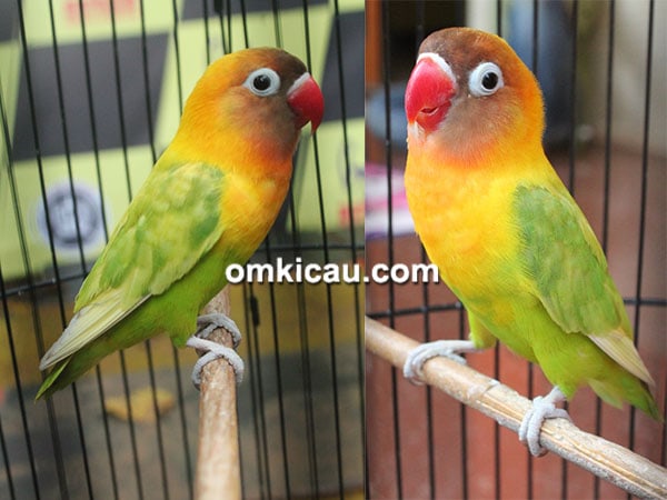 Download suara burung lovebird Zuviter Download suara burung lovebird Zuviter