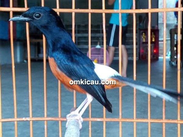 Breeding murai batu Pamela BF Temanggung