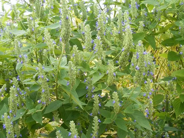 Tanaman salvia hispanica