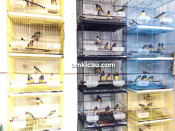penangkaran gould amadin Trisakti BF Jakarta