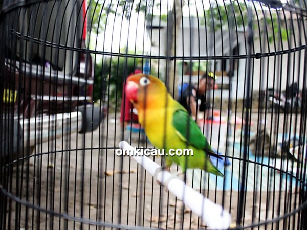 Lovebird Arnold
