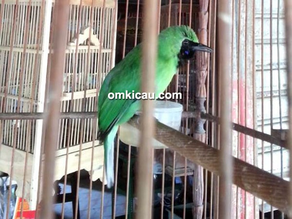 Cucak hijau Sengketa