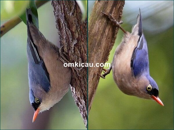 Cara merawat burung rambatan beda rambatan jantan betina