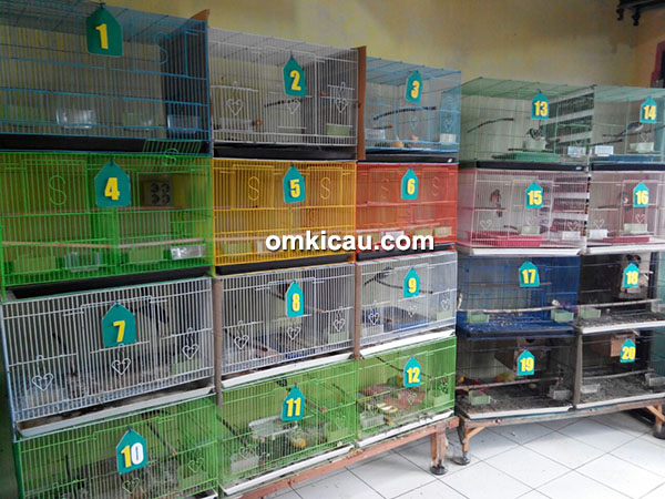 breeding murai batu.