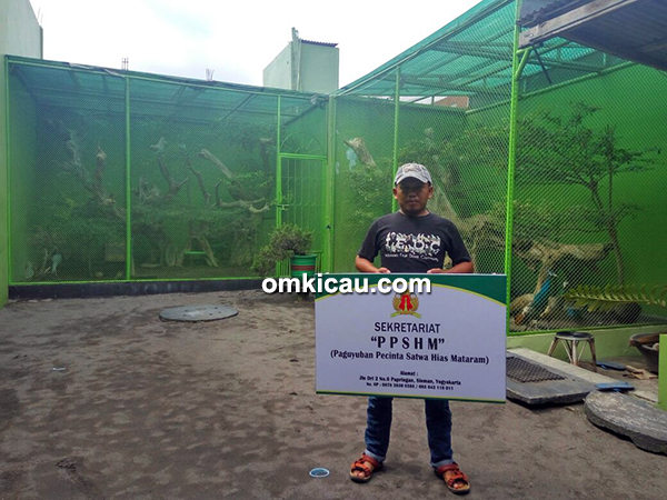 breeding merpati hias Pawiro BF Jogja