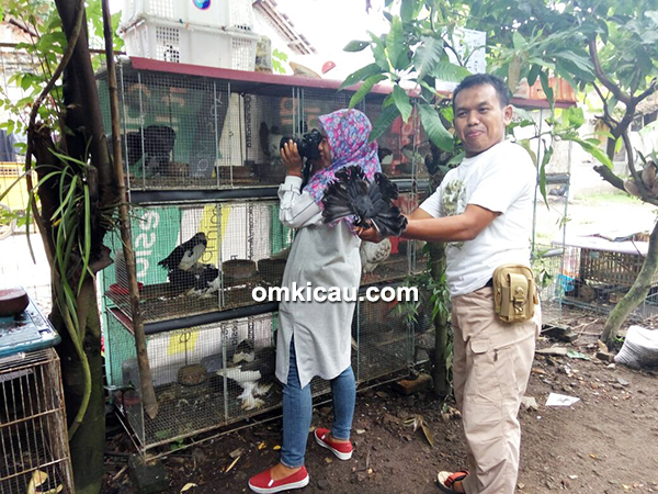 ternak burung merpati