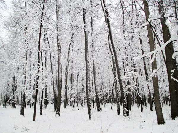 Зимний лес