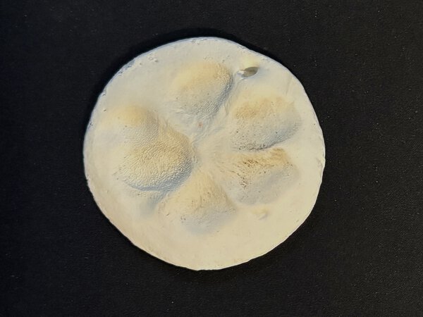 Cast paw print keepsake made from a pet’s paw, preserving a detailed impression as a memorial.
