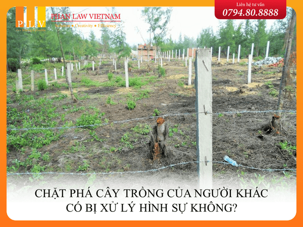 Chặt phá cây trồng của người khác có bị xử lý hình sự không?