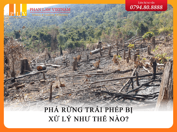 Phá rừng trái phép bị xử lý như thế nào?