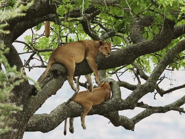 tree-climbing-lions tree-climbing-lions