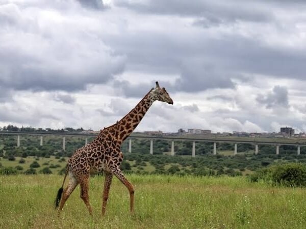 Nairobi National Park Nairobi National Park